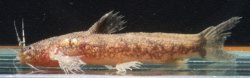 Parakysis hystriculus - Click for species page
