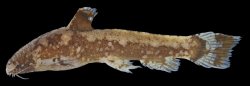 Parakysis longirostris - Click for species data page