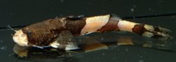 Pseudobagarius leucorhynchus