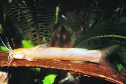 Amblyceps caecutiens - Click for species page