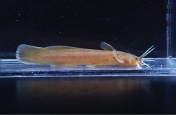 Liobagrus anguillicauda - Click for species data page