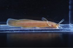 Liobagrus anguillicauda - Click for species page