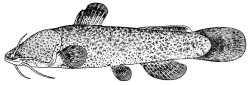 Liobagrus kingi - Click for species page