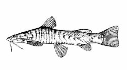 Amphilius kivuensis