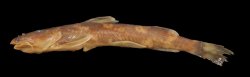 Amphilius opisthophthalmus - Click for species data page