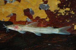 Amphilius platychir