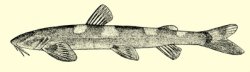 Amphilius rheophilus