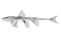 Doumea angolensis - Click for species data page