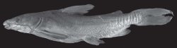 Cathorops aguadulce - Click for species data page
