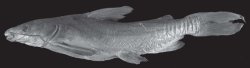 Cathorops aguadulce - Click for species page