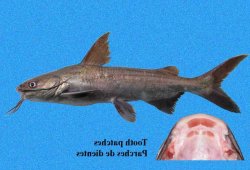 Cathorops dasycephalus - Click for species data page