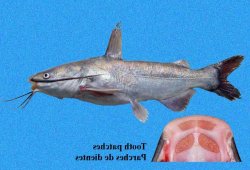 Cathorops fuerthii - Click for species page