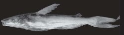 Cathorops kailolae - Click for species page