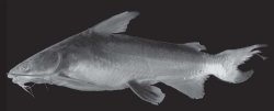 Cathorops melanopus - Click for species data page