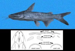 Cathorops multiradiatus