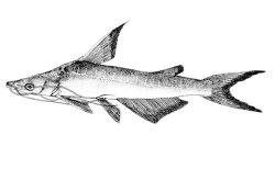 Doiichthys novaeguineae