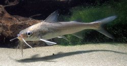 Genidens genidens - Click for species data page