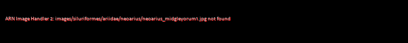 Neoarius midgleyorum - Click for species data page