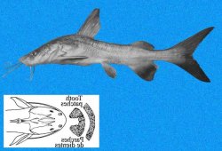 Notarius cookei - Click for species page