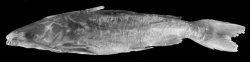 Plicofollis dussumieri - Click for species data page
