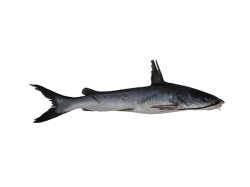 Sciades herzbergii - Click for species data page