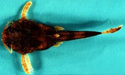 Acanthobunocephalus nicoi - Click for species page