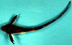 Aspredinichthys filamentosus - Click for species data page