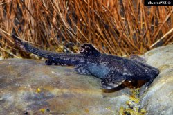 Bunocephalus amaurus - Click for species data page