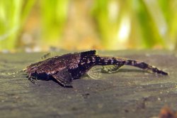Bunocephalus colombianus - Click for species page