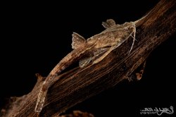 Bunocephalus coracoideus