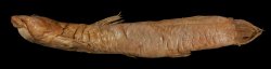 Astroblepus brachycephalus - Click for species page