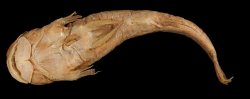 Astroblepus brachycephalus