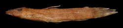 Astroblepus cirratus - Click for species data page