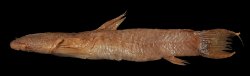 Astroblepus homodon