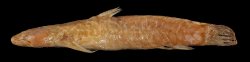 Astroblepus orientalis - Click for species page