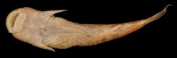 Astroblepus orientalis