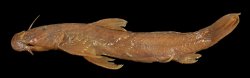 Astroblepus simonsii - Click for species page