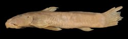 Astroblepus taczanowskii - Click for species page