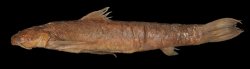 Astroblepus whymperi - Click for species page