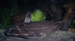 Auchenipterichthys punctatus