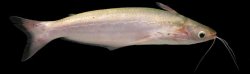 Auchenipterus brachyurus - Click for species data page