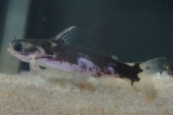 Centromochlus sp. `LOWER TAPAJOS`