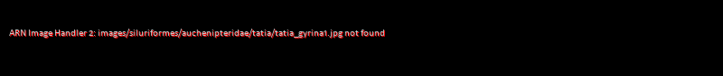 Tatia gyrina - Click for species data page