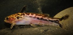 Tatia gyrinus - Click for species page