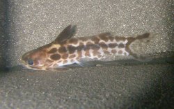 Tatia gyrinus
