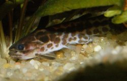 Tatia gyrinus