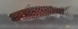 Tatia reticulata