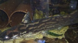 Tatia sp. (2) - Click for species page