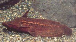 Tetranematichthys quadrifilis - Click for species page