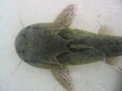 Trachelyopterus ceratophysus